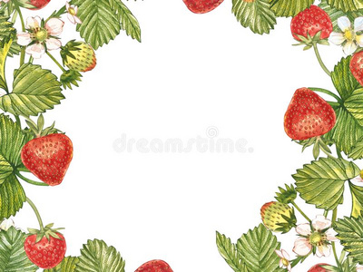 水平的横幅和成熟的红色的浆果straw浆果向白色的后面