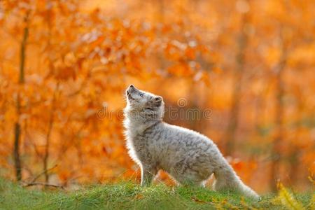 北极的极地的狐跑步采用桔子秋树叶.漂亮的狐,落下