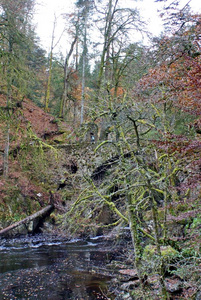 河手链跑步通过指已提到的人隐居处森林,苏格兰