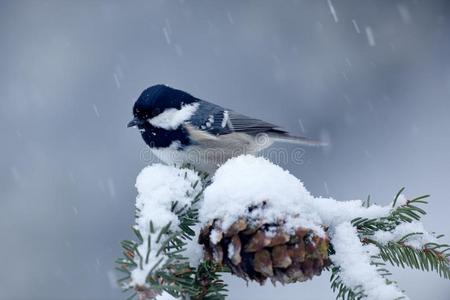 煤山雀,鸣禽向下雪的衣着整洁的树树枝和雪,冬