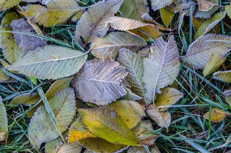 关在上面关于被霜覆盖的秋树叶向寒冷的早晨.