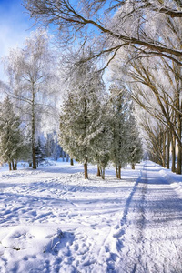 雪大量的树采用指已提到的人城市公园