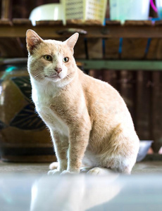 ThaiAirwaysInternational泰航国际棕色的猫坐目不转睛的.