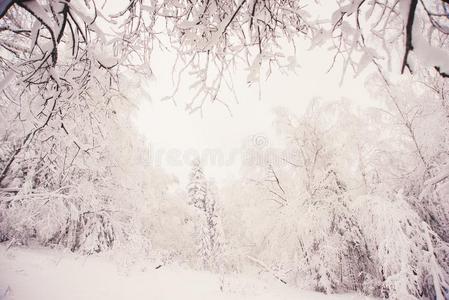 自然风景冬森林被霜覆盖的