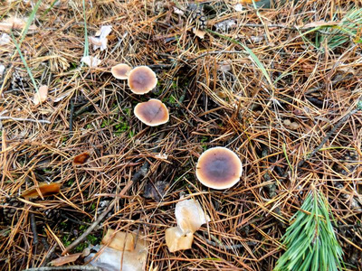 抽象的美丽的蘑菇背景.秋森林壁纸