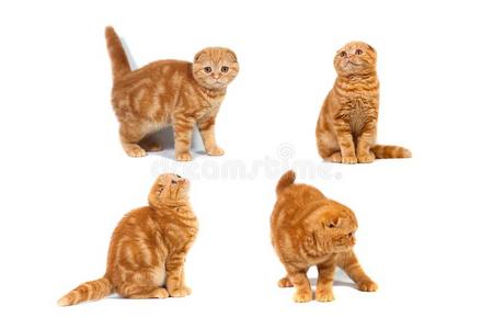 拼贴画关于照片苏格兰的折叠猫的红理石向乳霜