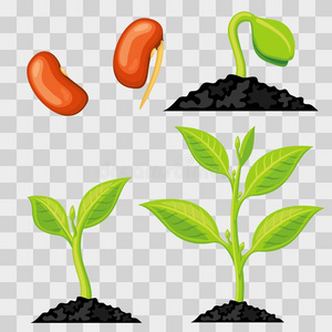 植物生长台从种子向发芽
