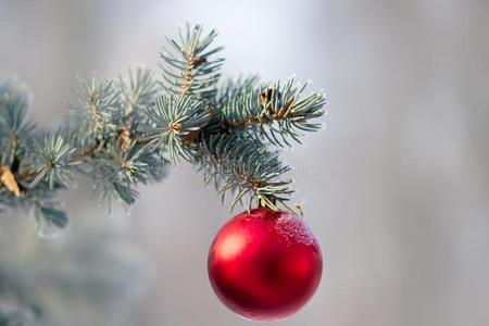 圣诞节树和关于绞死球
