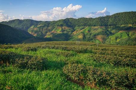 茶水种植园在divisionoperat采用g采用come操作更多的沙龙采用城镇拉埃,泰国