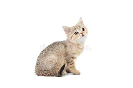 起立苏格兰的直的猫小猫有样子的在上面隔离的向whiteiron白铁