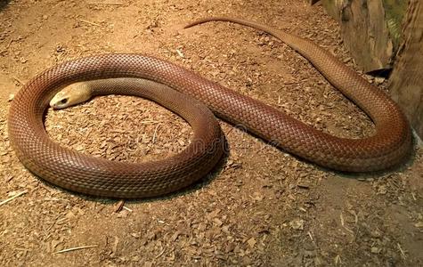 澳大利亚的人澳大利亚人临海的大班蛇.照片