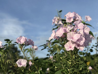 粉红色的花