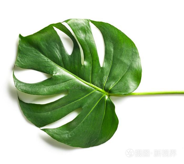 绿色的热带的叶子