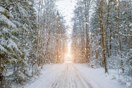 冬下雪的森林风景和,路