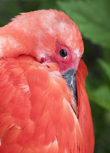 双头颈的鸵猩红色朱鹭肖像照片