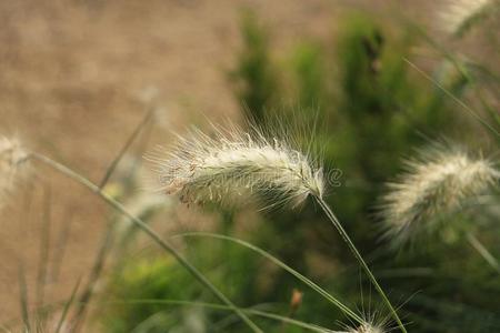 耳关于谷类植物关在上面