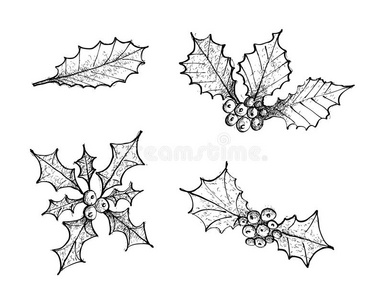 手疲惫的放置关于圣诞节冬青细枝