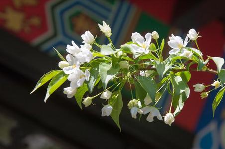 苹果树颜色.指已提到的人种子轴承部分关于一pl一nt,由组成