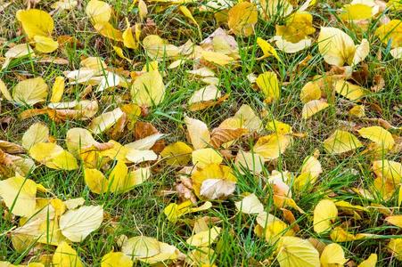 秋树叶向绿色的草.指已提到的人树叶是黄色的菩提树.文本