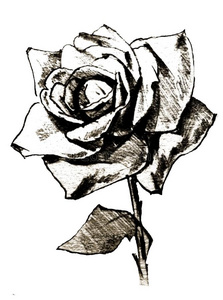花单一的玫瑰黑的白色的新鲜的自然哼