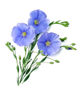 亚麻蓝色花关在上面向白色的.照片