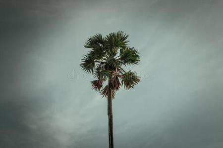 食糖手掌树向天背景