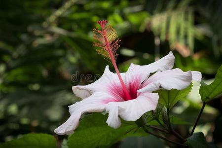 木槿花结案粉红色的木槿花花