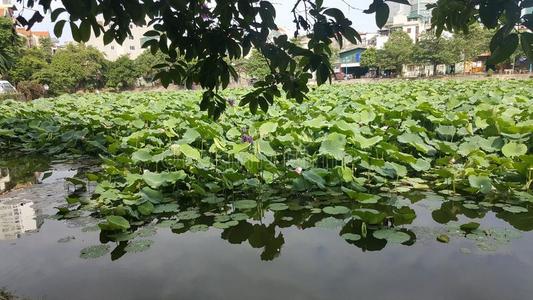 指已提到的人美丽的绿色的莲花和美好的花