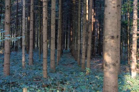 树采用森林采用秋落下季节黑暗的木材
