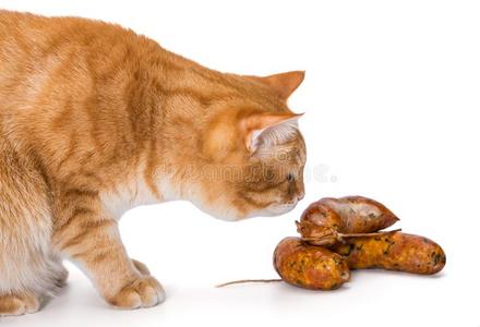 大大地桔子猫有样子的在腊肠