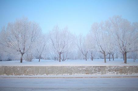 梦想冬树.胡同和树大量的和密集的使结冰霜
