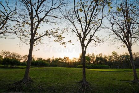 风景关于中央的绿色的公园夏地点