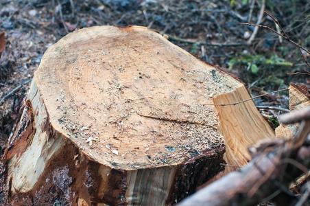 松树木材树桩采用指已提到的人森林.