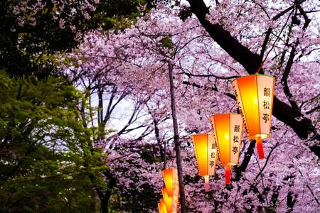 黑色亮漆灯笼节日采用樱花公园黎明在东京