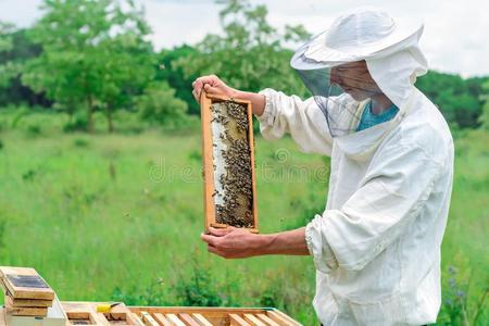 养蜂人佃户租种的土地一蜂窝满的关于蜜蜂.养蜂人采用保护