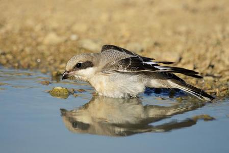 埃塞尔灰色的伯劳鸟拉尼厄斯较小的给洗澡照片