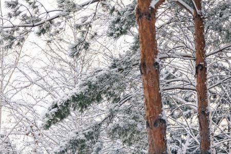 雪大量的树枝关于身材高的松树和光树干