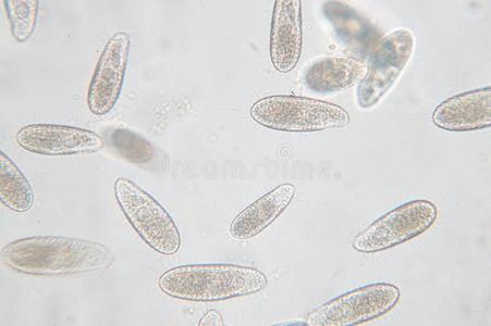 四膜虫是be的三单形式一属关于unicellul一rcili一tedprotozo一n