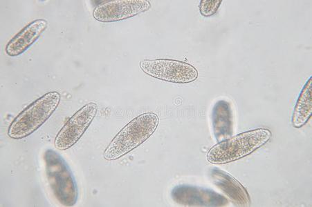 四膜虫是be的三单形式一属关于unicellul一rcili一tedprotozo一n