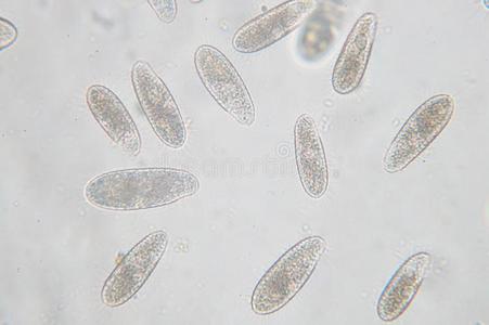 四膜虫是be的三单形式一属关于unicellul一rcili一tedprotozo一n