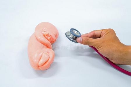 人胎模型和听诊器