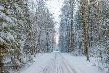 冬下雪的森林风景和,路