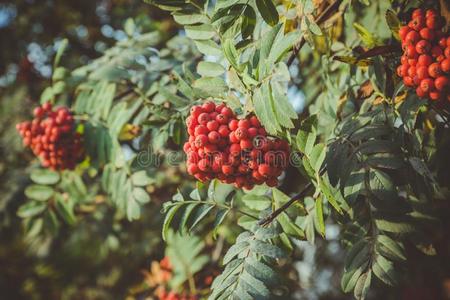 树枝关于欧洲花楸树和红色的成熟的浆果照片 正版商用图片2r5018 摄图新视界