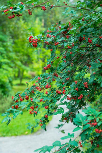 树枝关于欧洲花楸树和红色的成熟的浆果