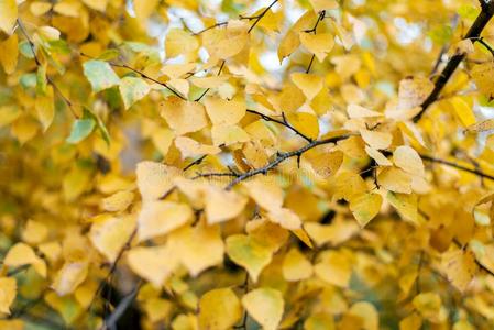 黄色的树叶采用秋公园采用城市.一多样关于草.