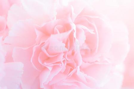 粉红色的康乃馨花花束