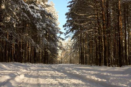 冬和签关于雪采用俄国的森林