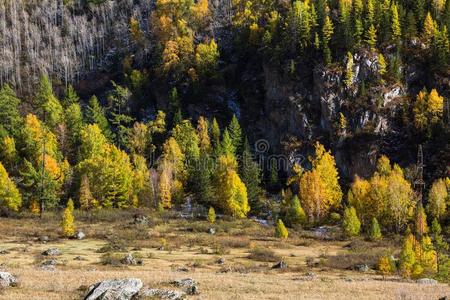 秋森林采用指已提到的人山麓丘陵地带关于指已提到的人阿尔泰语mounta采用s.