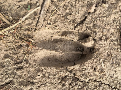 鹿脚印鹿,麋鹿,奶牛脚印采用指已提到的人泥采用指已提到的人森林,关