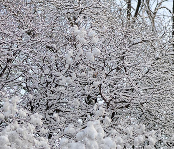 树枝和树大量的和雪采用指已提到的人城市公园.